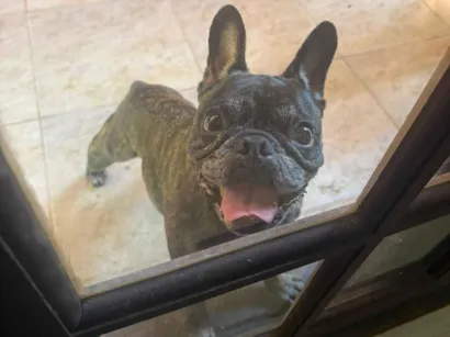Cachorro raça Bulldog idade 6 ou mais anos nome JAKE