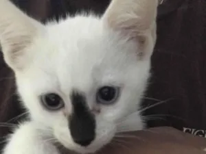 Gato raça Siamês idade 2 a 6 meses nome Sei nome