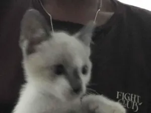 Gato raça Siamês idade 2 a 6 meses nome Seu nome 