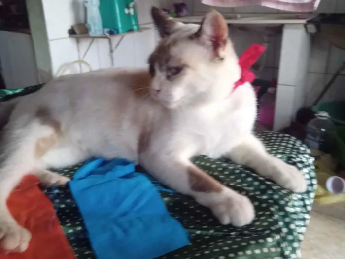 Gato raça SRD-ViraLata idade 7 a 11 meses nome Estrela