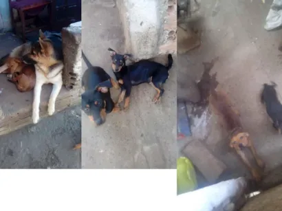 Cachorro raça SRD-ViraLata idade 7 a 11 meses nome Paçoca/ Coca cola 