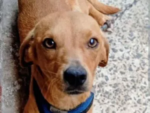 Cachorro raça SRD-ViraLata idade 2 a 6 meses nome Thor e zeus