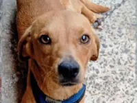 Cachorro raça SRD-ViraLata idade 2 a 6 meses nome Thor e zeus