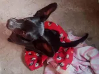 Cachorro raça São Bernardo idade 7 a 11 meses nome Zeca