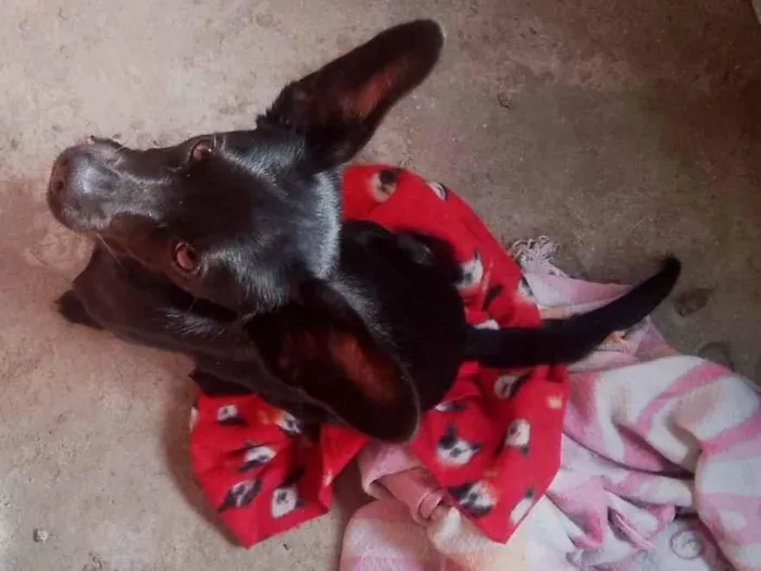 Cachorro raça São Bernardo idade 7 a 11 meses nome Zeca