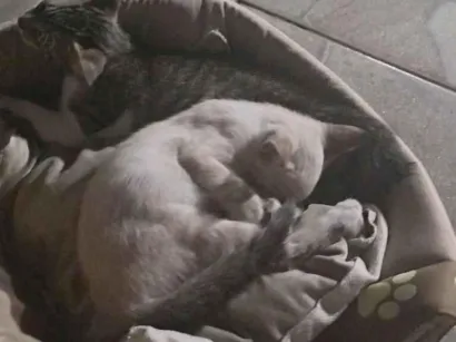 Gato raça SRD-ViraLata idade 2 a 6 meses nome Não tem