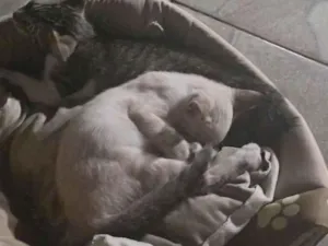 Gato raça SRD-ViraLata idade 2 a 6 meses nome Não tem