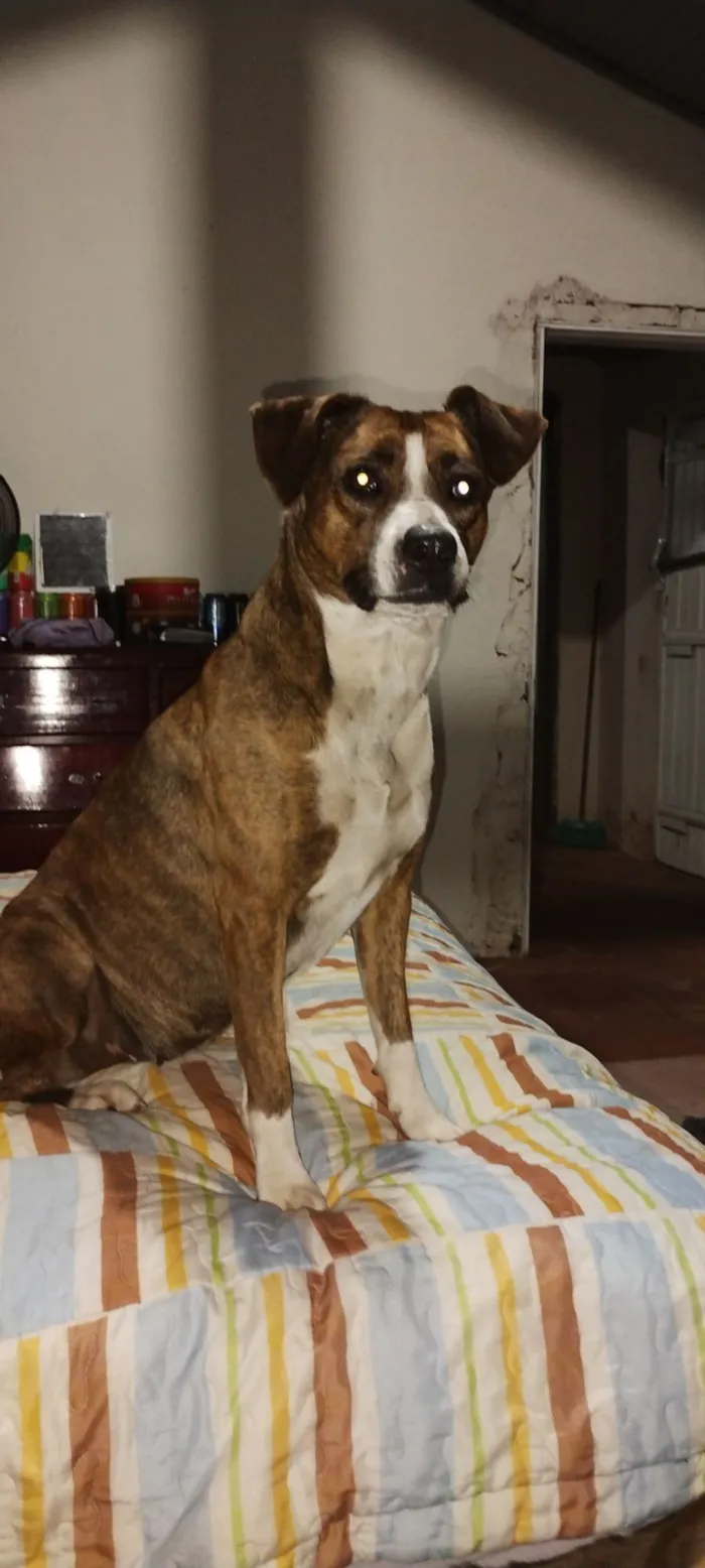 Cachorro raça Pit-Bull idade 2 anos nome Thor e Pantera 