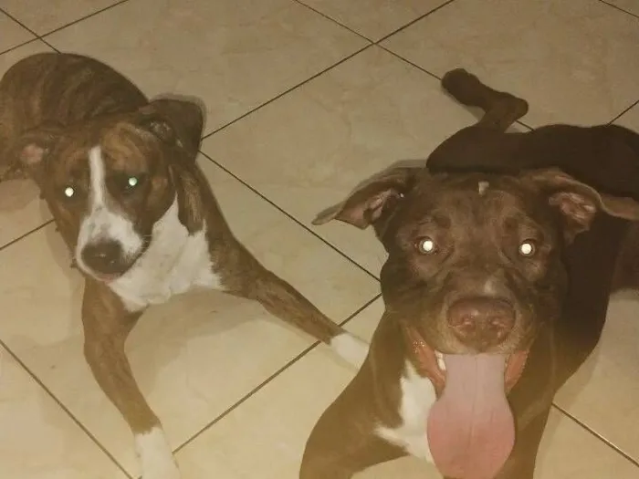 Cachorro raça Pit-Bull idade 2 anos nome Thor e Pantera 