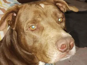 Cachorro raça Pit-Bull idade 2 anos nome Thor e Pantera 