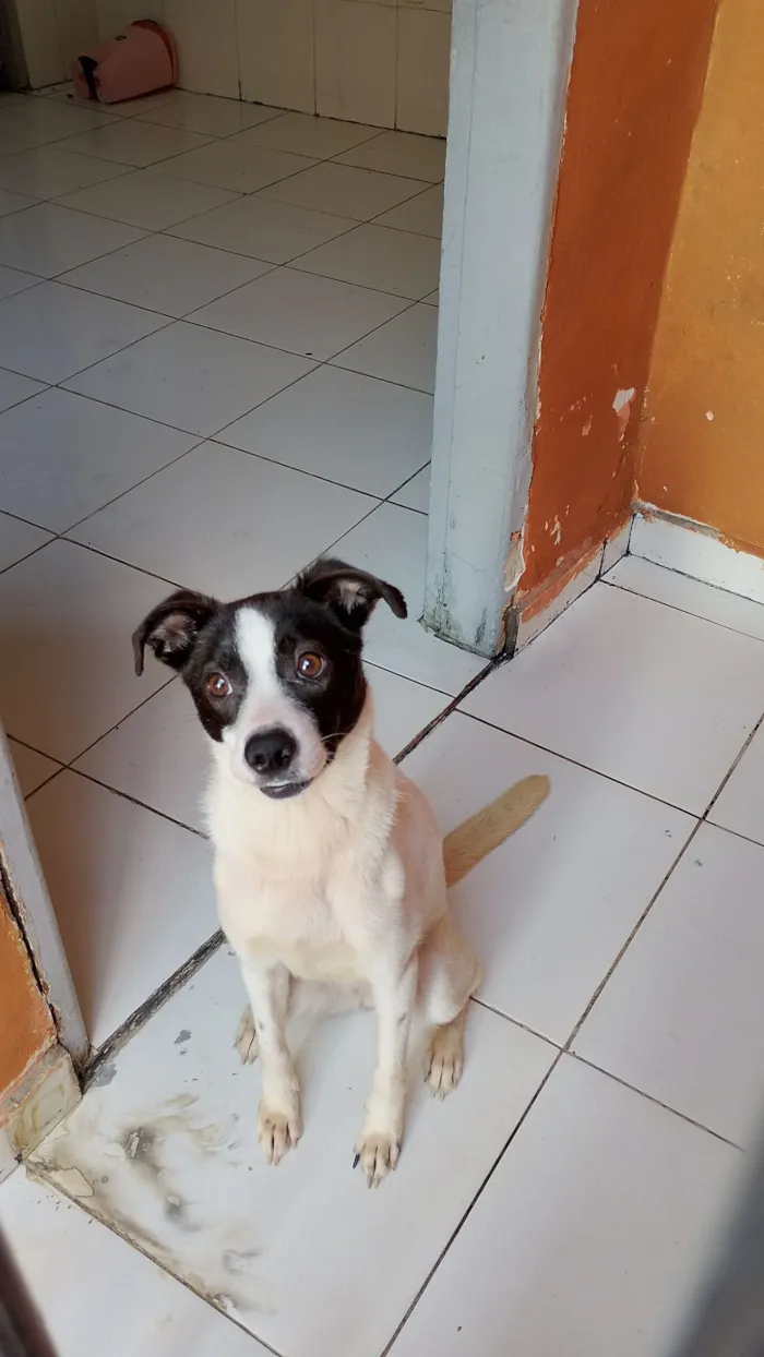 Cachorro raça SRD-ViraLata idade 1 ano nome Alícia 