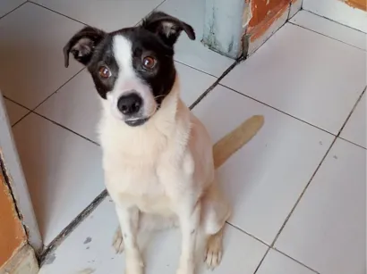 Cachorro raça SRD-ViraLata idade 1 ano nome Alícia 