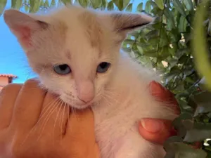 Gato raça SRD-ViraLata idade Abaixo de 2 meses nome Gatinho machos 