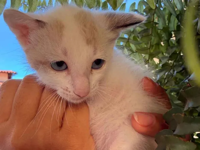 Gato raça SRD-ViraLata idade Abaixo de 2 meses nome Gatinho machos 