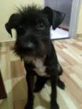 Cachorro raça SRD-ViraLata idade 2 a 6 meses nome Zuri