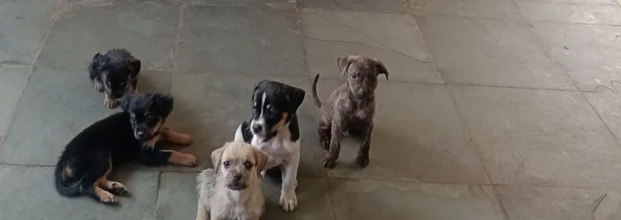 Cachorro raça SRD-ViraLata idade Abaixo de 2 meses nome Filhotes 