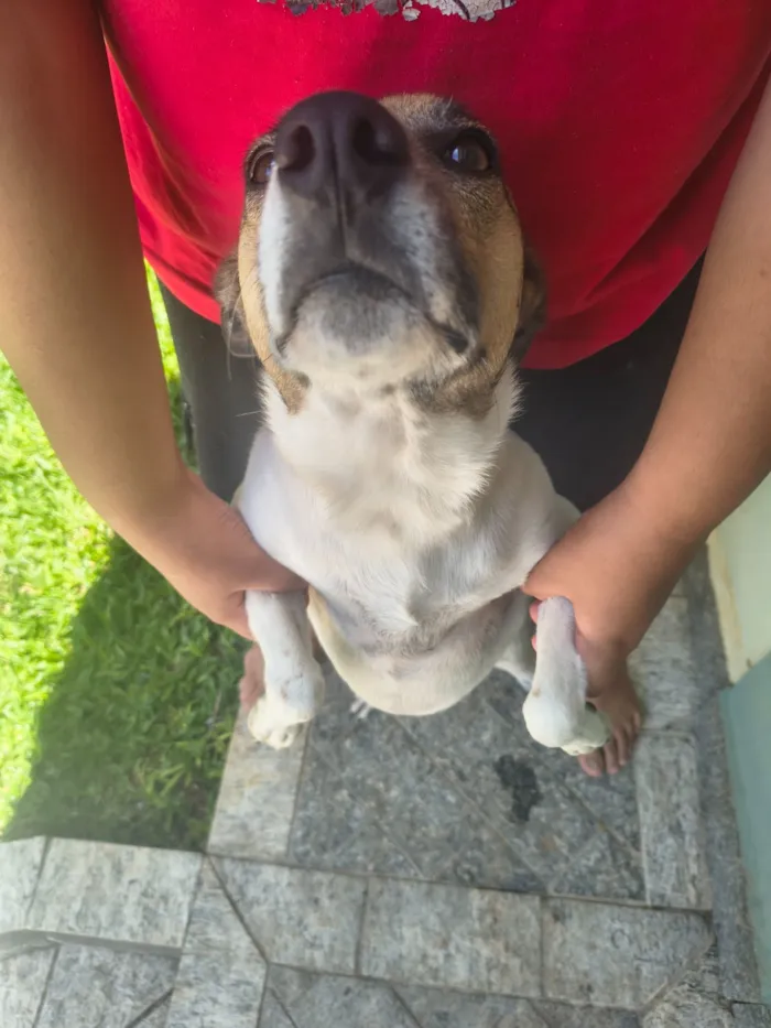 Cachorro raça SRD-ViraLata idade 2 a 6 meses nome Luna