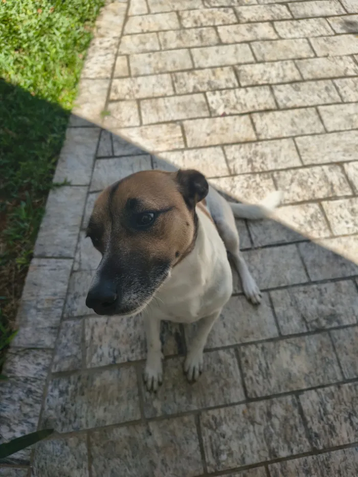 Cachorro raça SRD-ViraLata idade 2 a 6 meses nome Luna