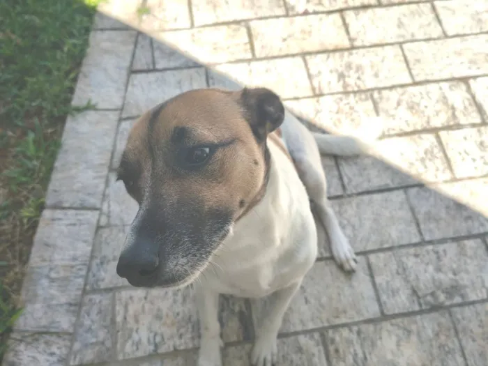 Cachorro raça SRD-ViraLata idade 2 a 6 meses nome Luna