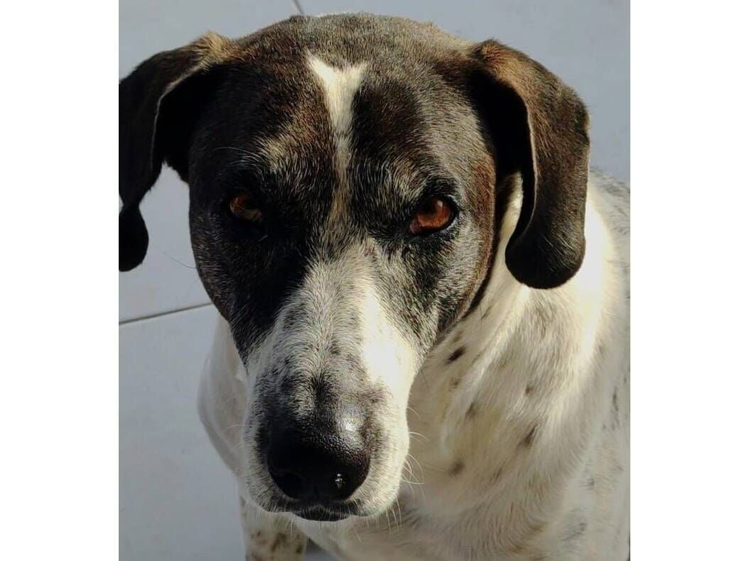 Cachorro raça SRD-ViraLata idade 6 ou mais anos nome JAKE