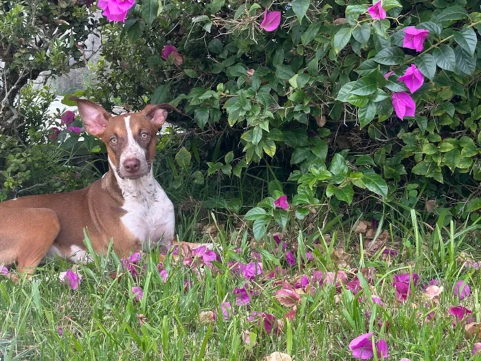 Cachorro raça SRD-ViraLata idade 1 ano nome Luna
