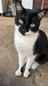 Gato raça SRD-ViraLata idade 1 ano nome Gatão 