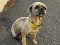 Cachorro raça Shitzu idade 4 anos nome Sem identificação 