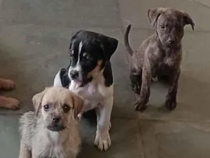 Cachorro raça SRD-ViraLata idade Abaixo de 2 meses nome Filhotes 