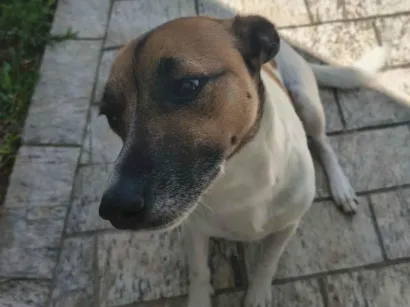 Cachorro raça SRD-ViraLata idade 2 a 6 meses nome Luna