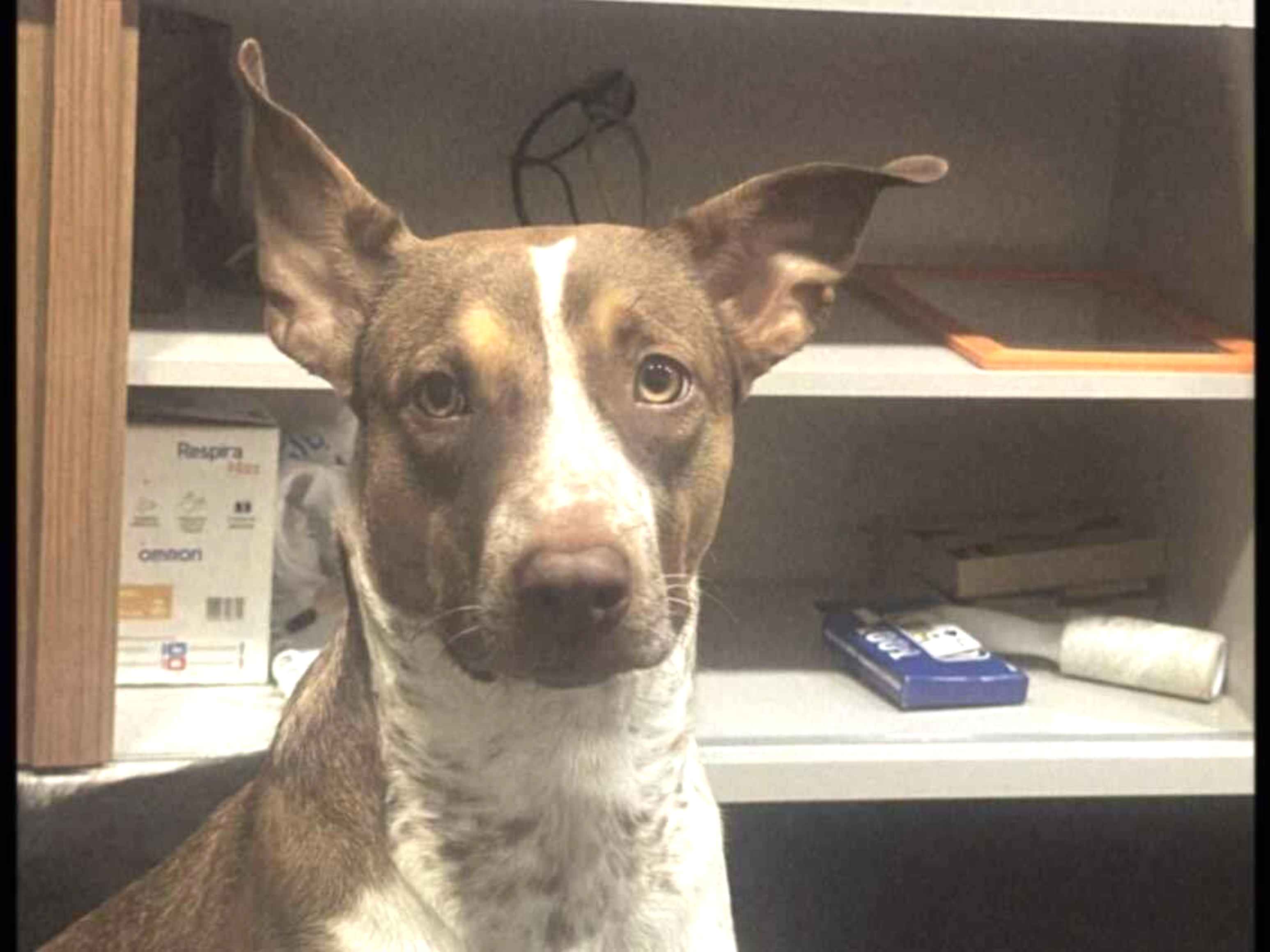 Cachorro raça SRD-ViraLata idade 1 ano nome Luna