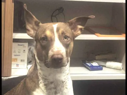 Cachorro raça SRD-ViraLata idade 1 ano nome Luna