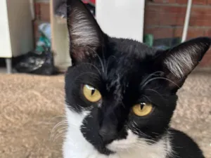 Gato raça SRD-ViraLata idade 1 ano nome Gatão 