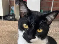 Gato raça SRD-ViraLata idade 1 ano nome Gatão 