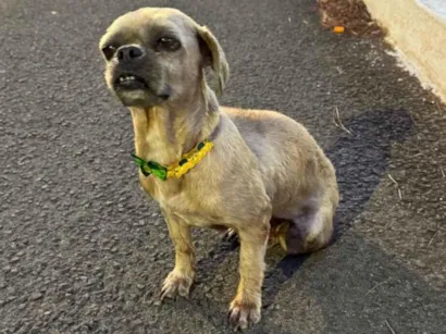 Cachorro raça Shitzu idade 4 anos nome Sem identificação 