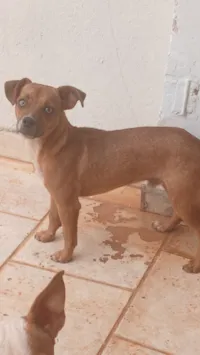 Cachorro raça SRD-ViraLata idade 1 ano nome Timao 