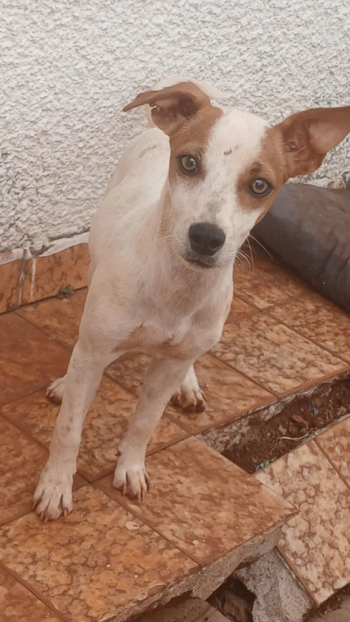 Cachorro raça SRD-ViraLata idade 1 ano nome Puma