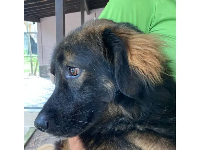 Cachorro raça SRD-ViraLata idade 2 anos nome Barão