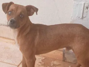 Cachorro raça SRD-ViraLata idade 1 ano nome Timao 