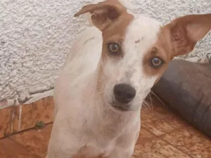 Cachorro raça SRD-ViraLata idade 1 ano nome Puma