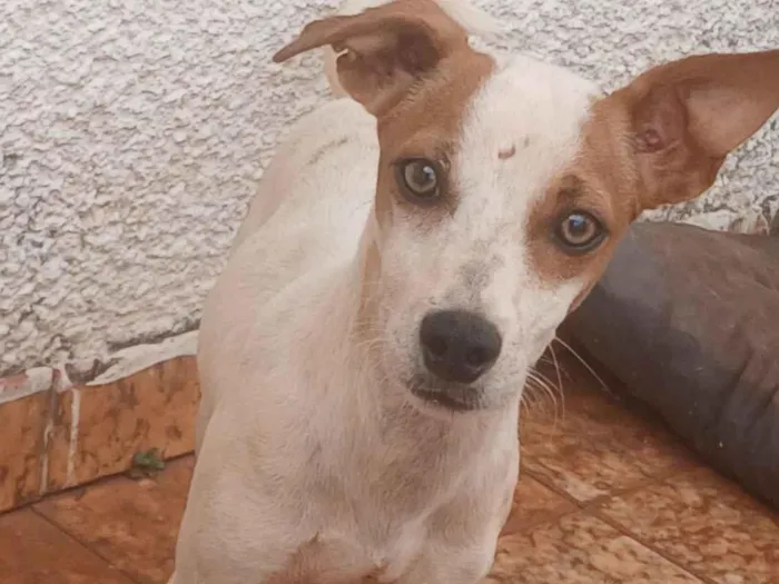 Cachorro raça SRD-ViraLata idade 1 ano nome Puma