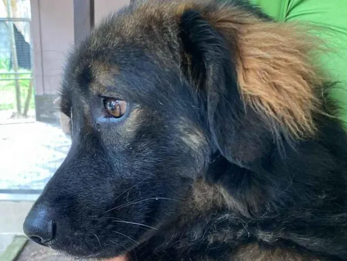 Cachorro raça SRD-ViraLata idade 2 anos nome Barão