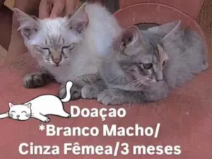 Gato raça SRD-ViraLata idade 2 a 6 meses nome Floquinho e Mity