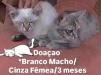 Gato raça SRD-ViraLata idade 2 a 6 meses nome Floquinho e Mity