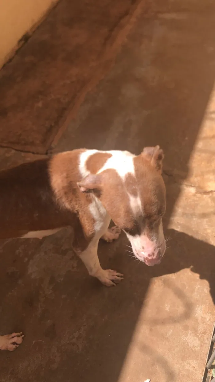 Cachorro raça Pit-Bull idade 1 ano nome Estamos chamando de Princesa 