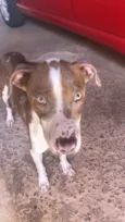 Cachorro raça Pit-Bull idade 1 ano nome Estamos chamando de Princesa 