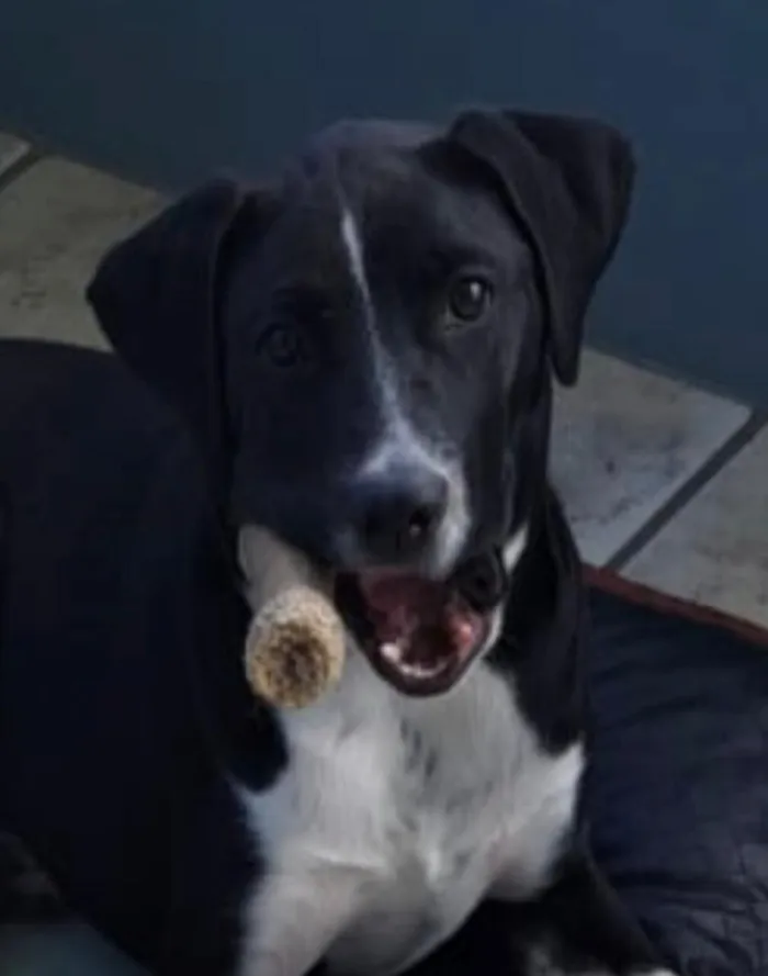 Cachorro raça Pit-Bull idade 7 a 11 meses nome Melissa