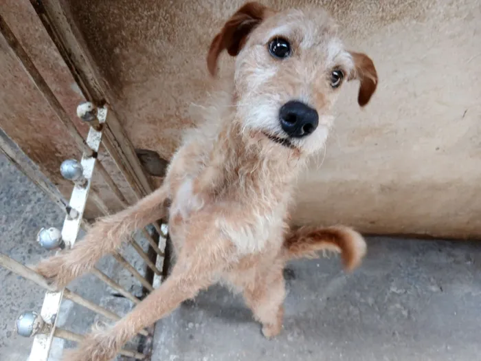 Cachorro raça SRD-ViraLata idade 3 anos nome Theo