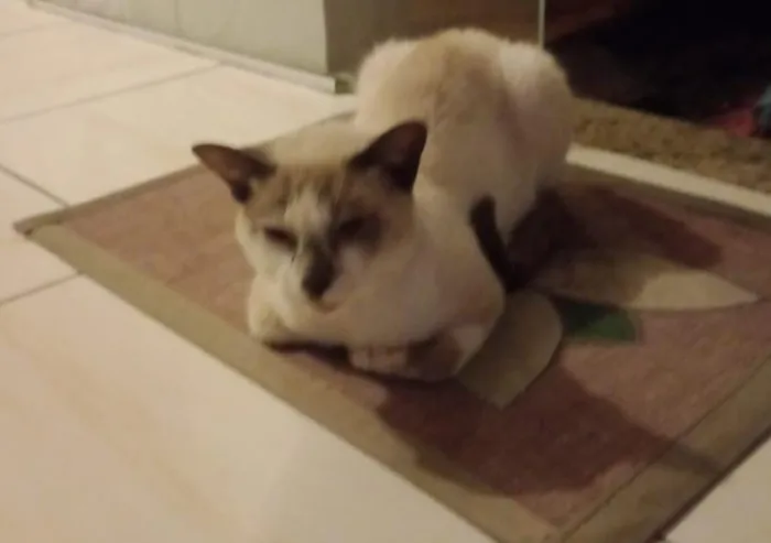 Gato raça Siamês idade 2 anos nome Alex Monte