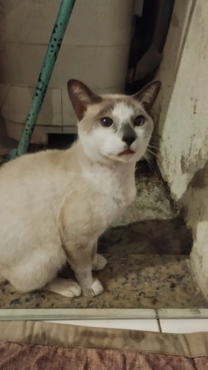 Gato raça Siamês idade 2 anos nome Alex Monte