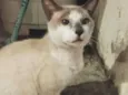 Gato raça Siamês idade 2 anos nome Alex Monte
